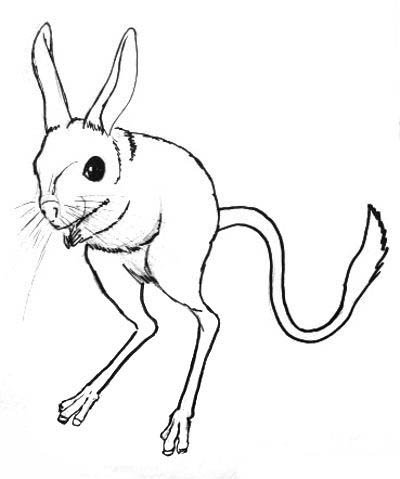 Большой тушканчик раскраска