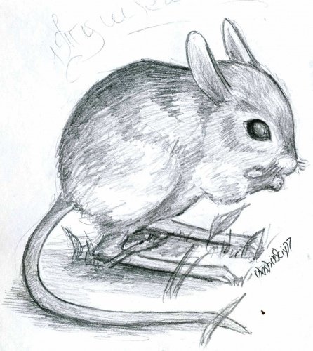 Мохноногий тушканчик раскраска