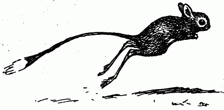 Тушканчик раскраска для детей