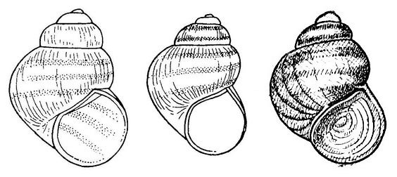 ЖИВОРОДКА Речная строение