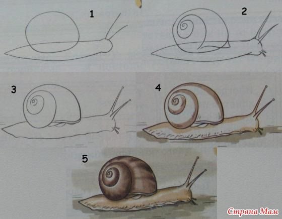 Поэтапное рисование улитки для детей