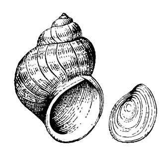 ЖИВОРОДКА Лужанка строение раковины