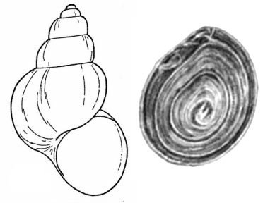 Улитка ахатина раскраска