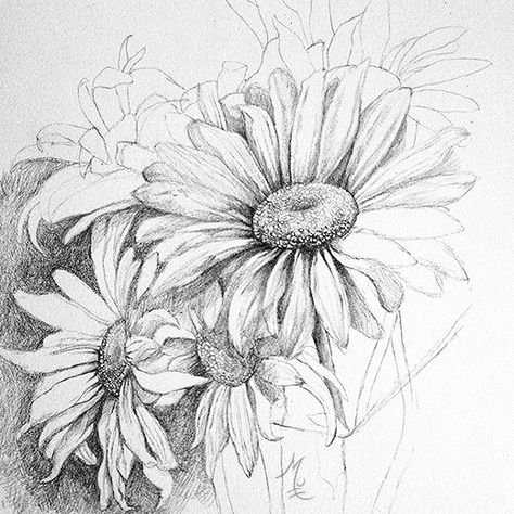 Дейзи Дрю Daisy Drew