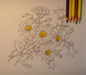 Букет ромашек карандашом