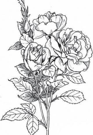 Раскраска роза цветок