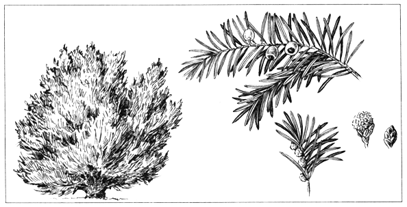 Тис ягодный рисунок