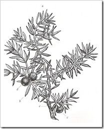 Можжевельник карандашом