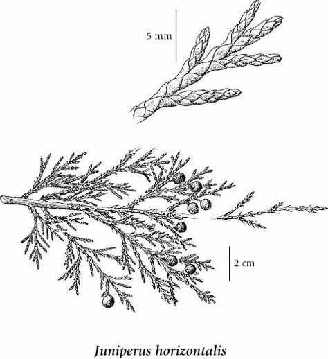 Можжевельник казацкий эскиз