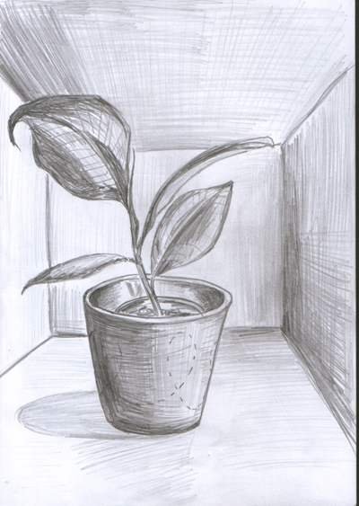 Зарисовки комнатных растений