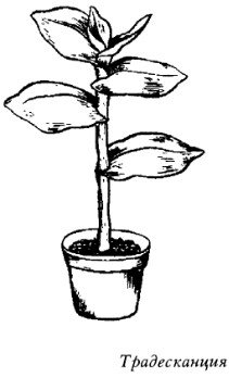 Фикус стилизация