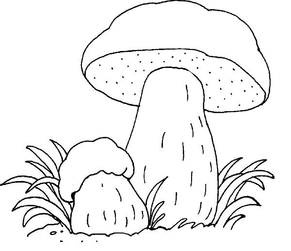 Гриб Боровик раскраска