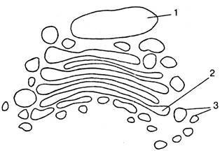 Органоиды клетки аппарат Гольджи