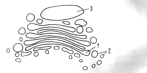 Эндоплазматическая сеть ЭПС рисунок