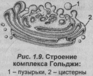 Аппарат Гольджи строение диктиосомы