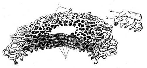 Комплекс Гольджи рисунок