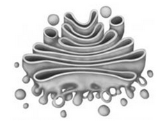 Комплекс аппарат Гольджи рисунок