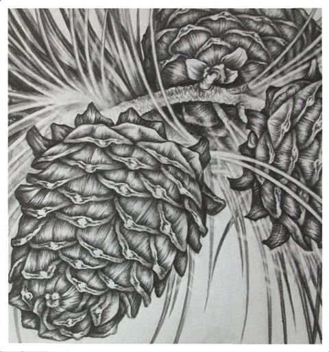 Кедровая шишка Графика