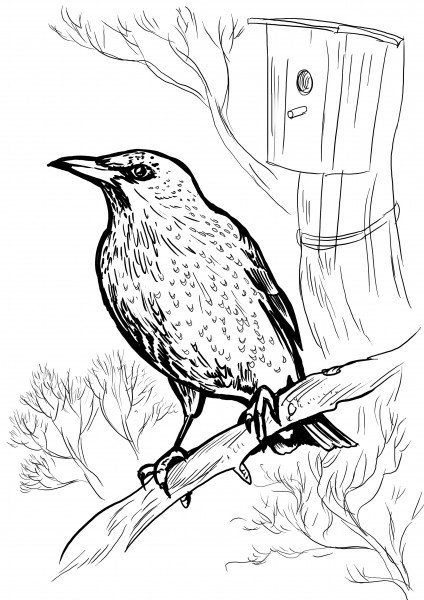 Соловей раскраска