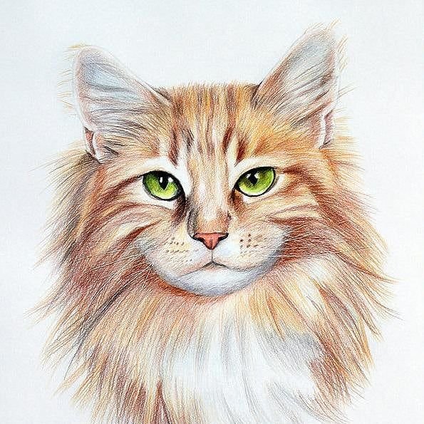 Рисунки цветные