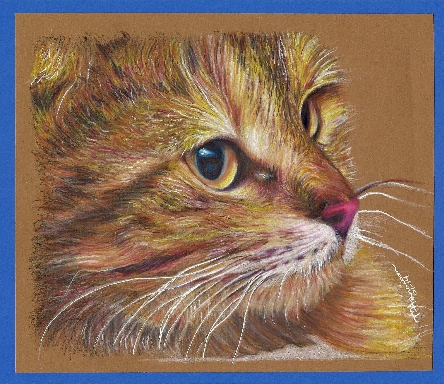 Кот рисунок цветной. Котенок цветными карандашами. Кошка цветными карандашами. Карандаши цветные. Рисунки цветные.