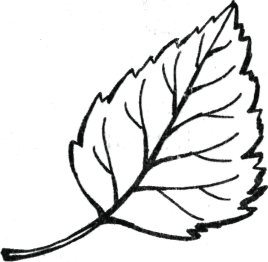 Контур листьев липы