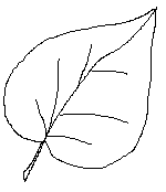 Рисование лист березы