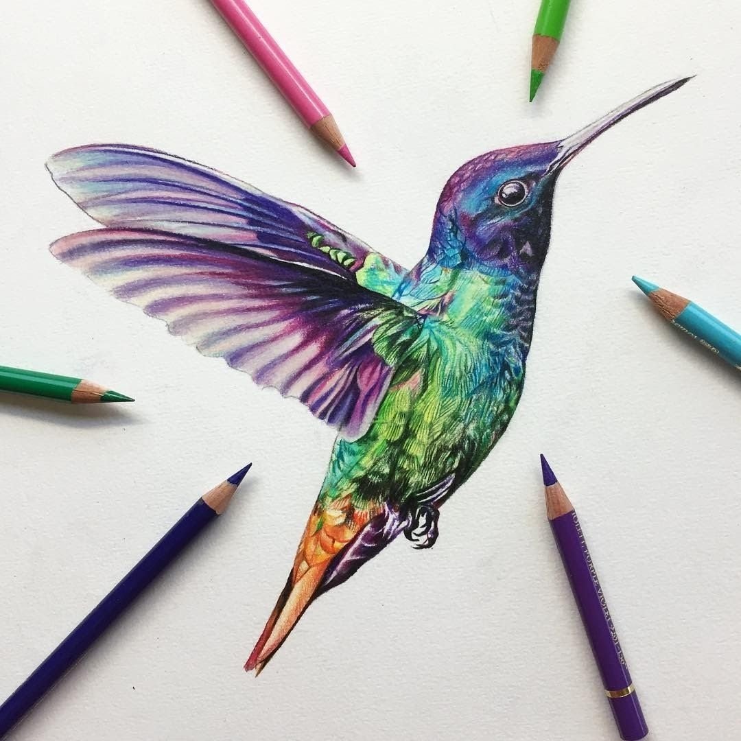Колибри рисунок карандашом цветной - 91 фото