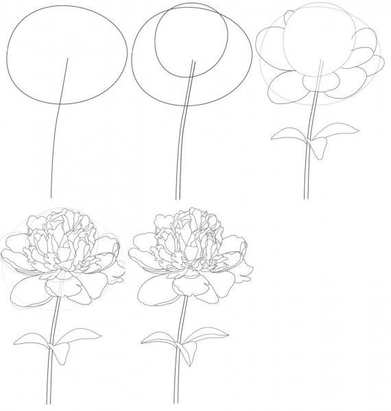 Пионы карандашом