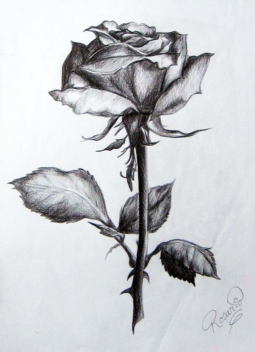 Роза набросок карандашом