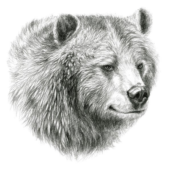 Морда медведя