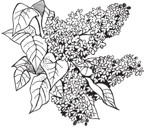 Сирень раскраска