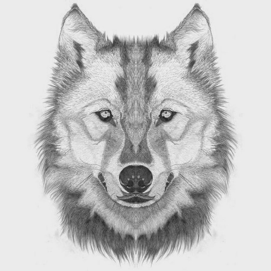 Эскиз голова волка - 80 фото
