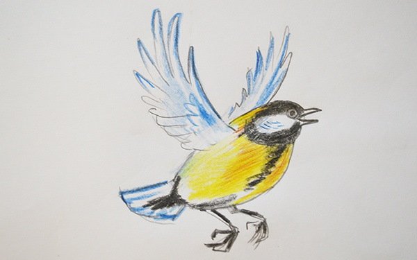 Зарисовки синиц карандашом