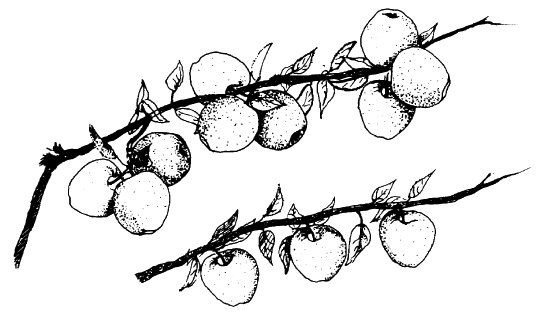 Яблоки на ветке вектор