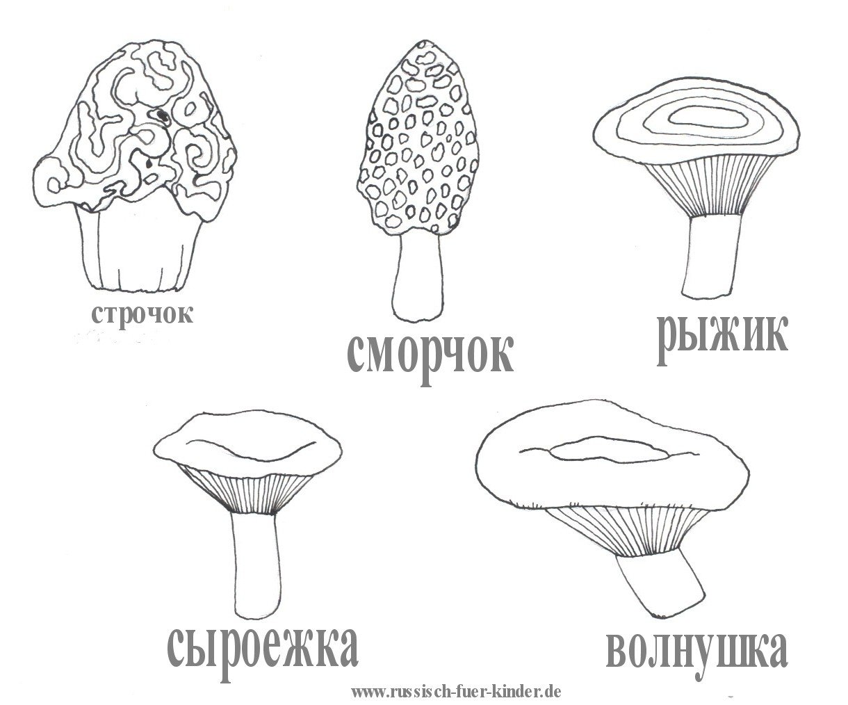 картинки грибов для раскрашивания с названиями