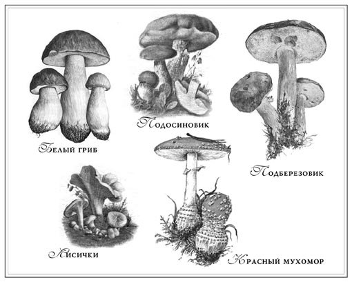 Черно белые съедобных гриба