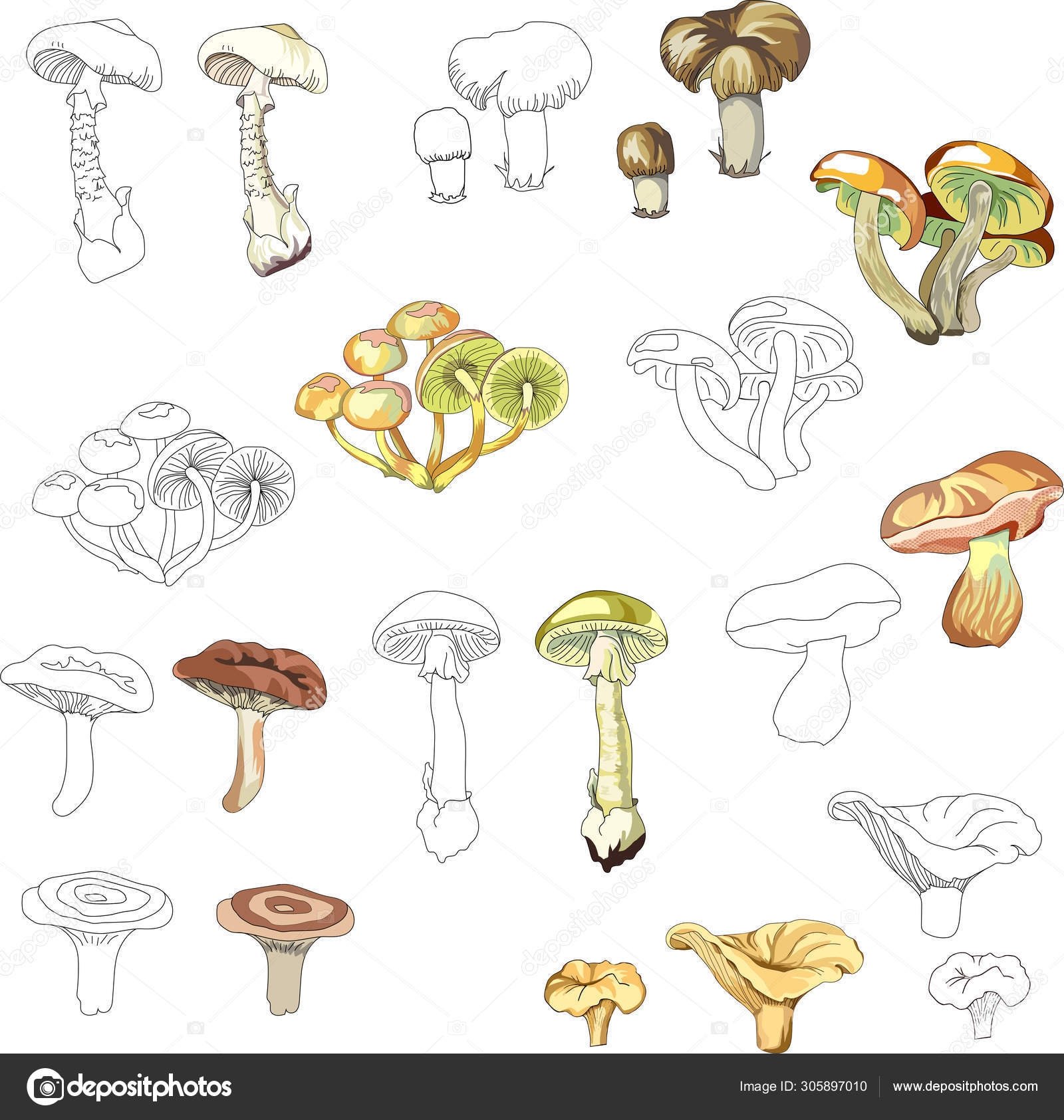 Съедобные грибы для рисования