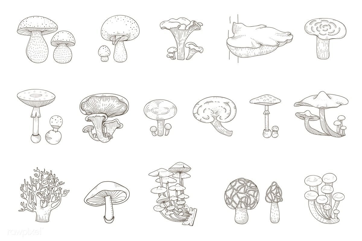 Съедобные грибы рисунок карандашом