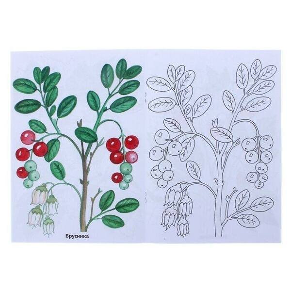 Раскраска ягода брусника