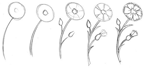 Гвоздика рисунок карандашом к Дню Победы