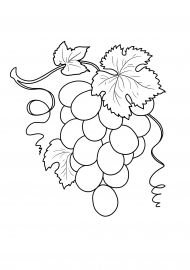 Виноград раскраска для детей