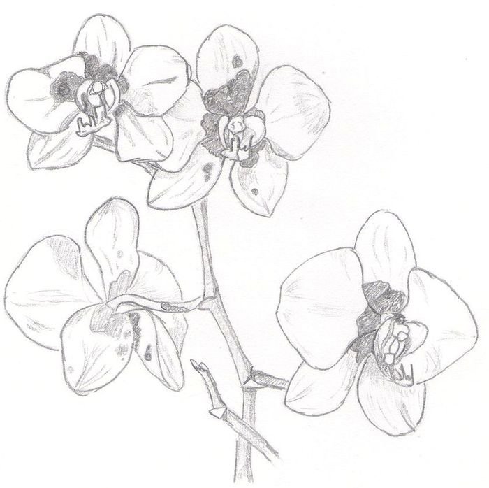 Рисунок орхидея для срисовки