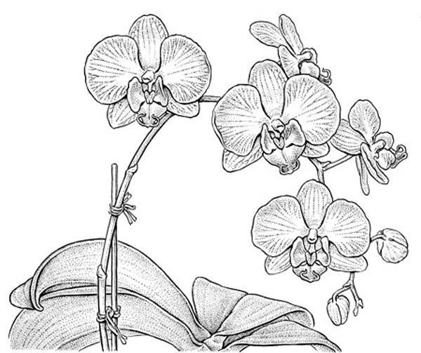 Нарисовать орхидею карандашом