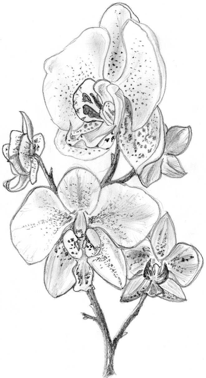 Рисунок орхидеи карандашом для срисовки