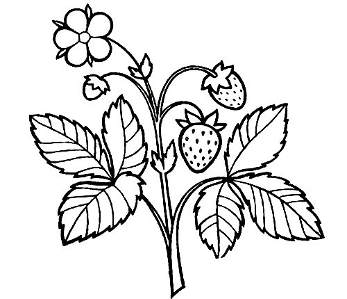 Земляника раскраска для детей