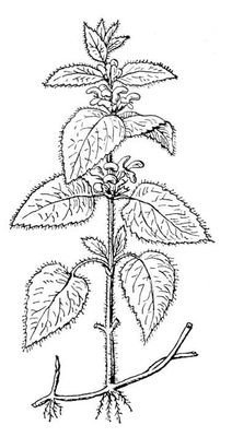 Крапива двудомная (Urtica dioica)