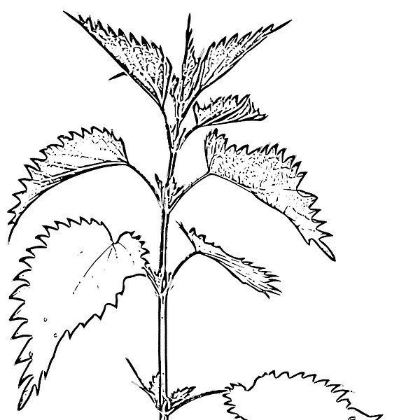 Крапива двудомная чб