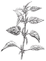 Крапива двудомная карандашом