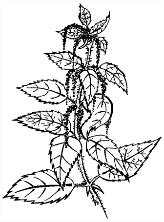 Крапива жгучая